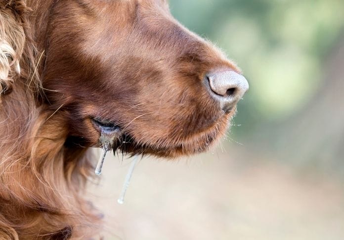 7 Big Dogs That Don't Drool: The Best Non-Drooling Dog Breeds