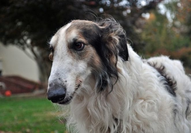 Borzoi