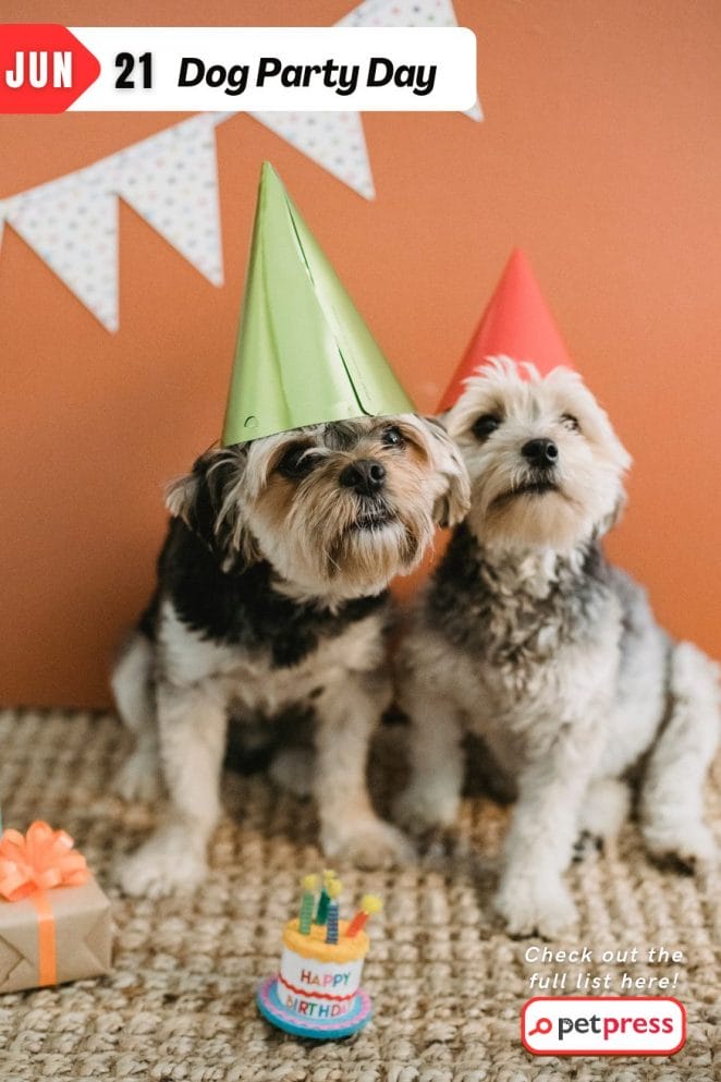 12 Dog Holidays in 2024 That Every Pet Owner Needs to Know