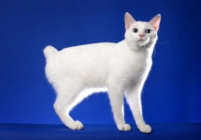 Japanese Bobtail