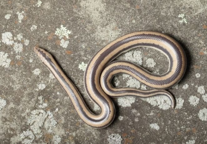 Rosy Boa