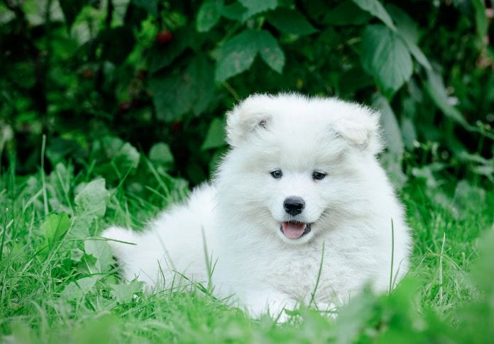 Samoyed