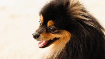 8 Dog Breeds That Look Similar to Pomeranians