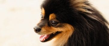 8 Dog Breeds That Look Similar to Pomeranians