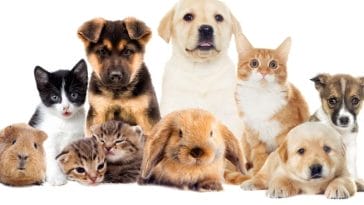 8 Fun Ways to Celebrate National Pet Month With Your Pet