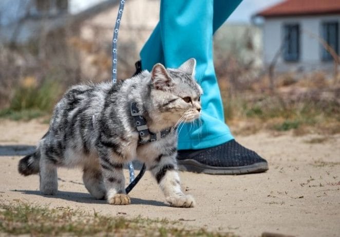 Cats can help you meet new people