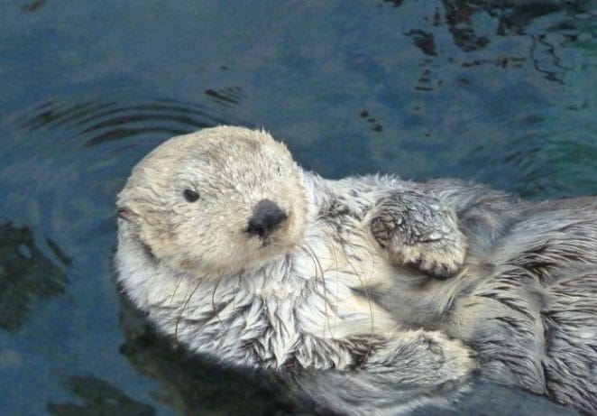 Are Otters Good Pets?