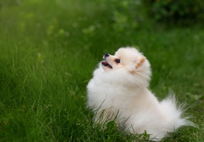 Baby-Doll Pomeranian