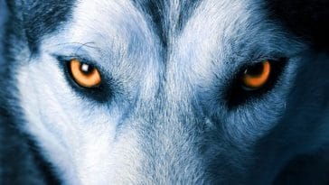 Best 80+ Disney Wolf Names - Disney-Inspired Names For A Wolf
