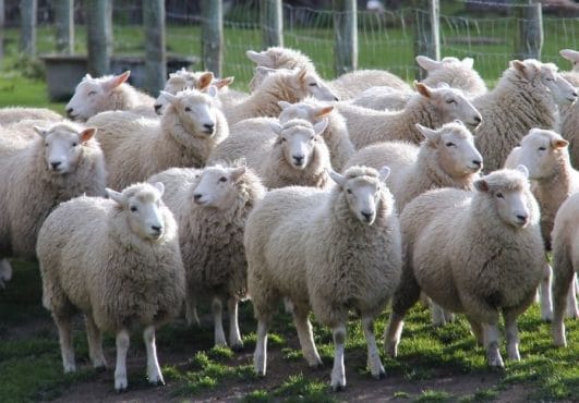 120-names-meaning-sheep-the-best-names-for-your-flock