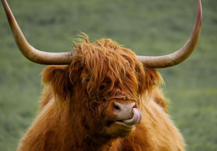 The Best Ox Names: 80+ Ideas to Get You Started