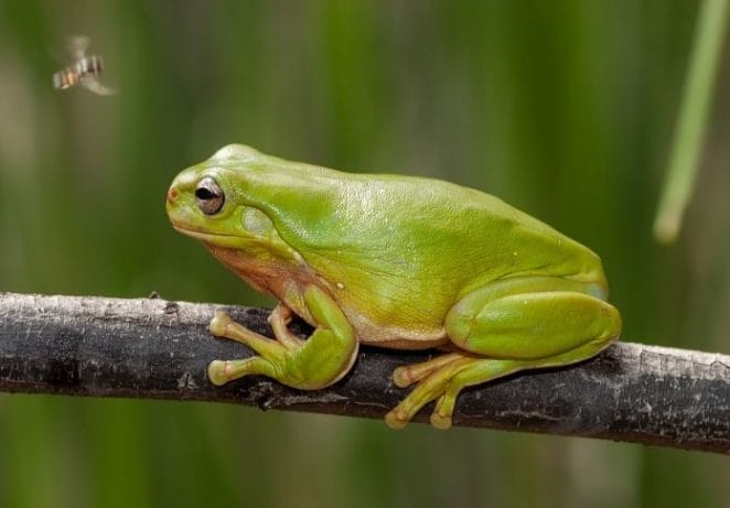 Best Tree Frog Names