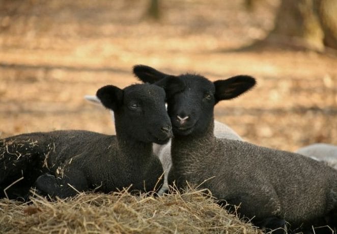 Cute Names For Black Sheeps