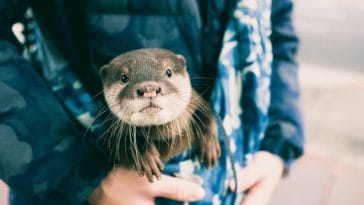 Everything You Need to Know About Owning a Pet Otter