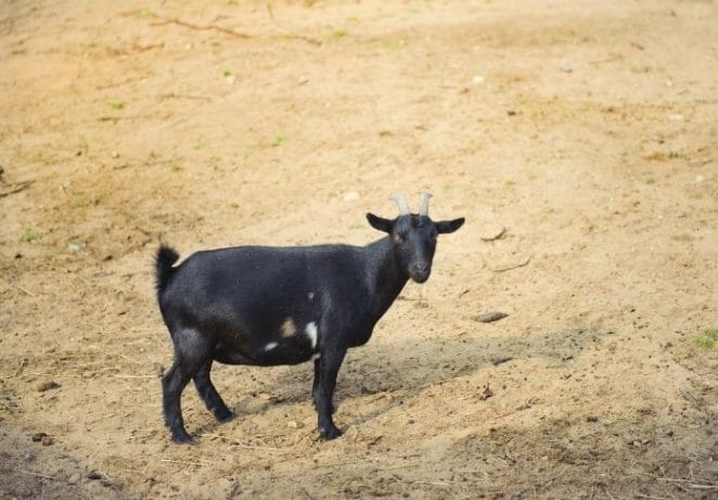Female Black Goat Names
