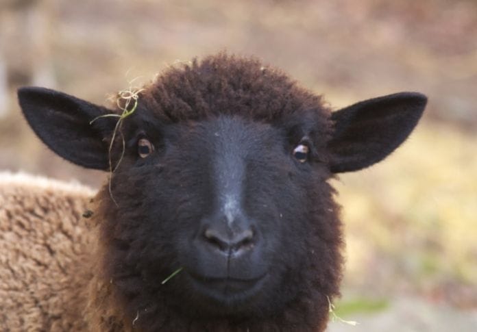 Female Black Sheep Names