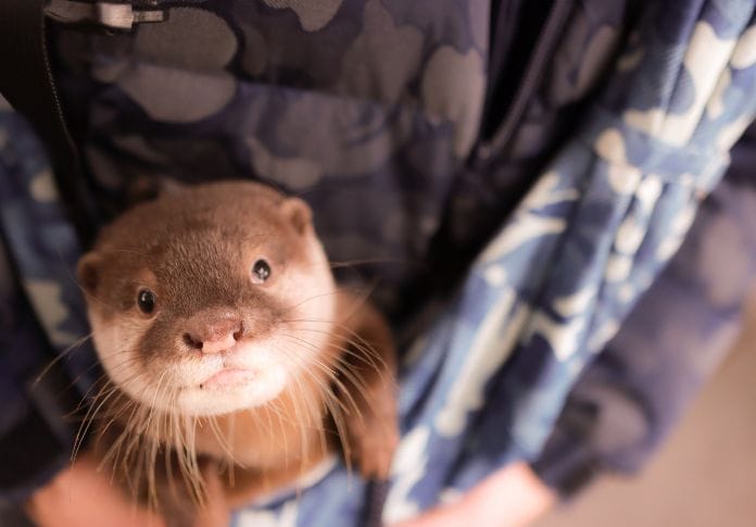 Everything You Need to Know About Owning a Pet Otter