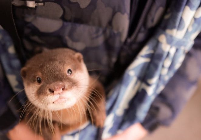 How To Buy A Pet Otter?