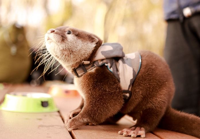 Everything You Need to Know About Owning a Pet Otter