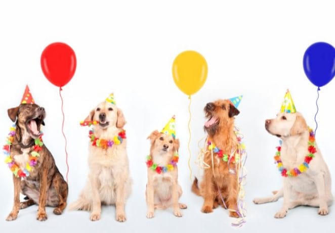 June 21 - Dog Party Day