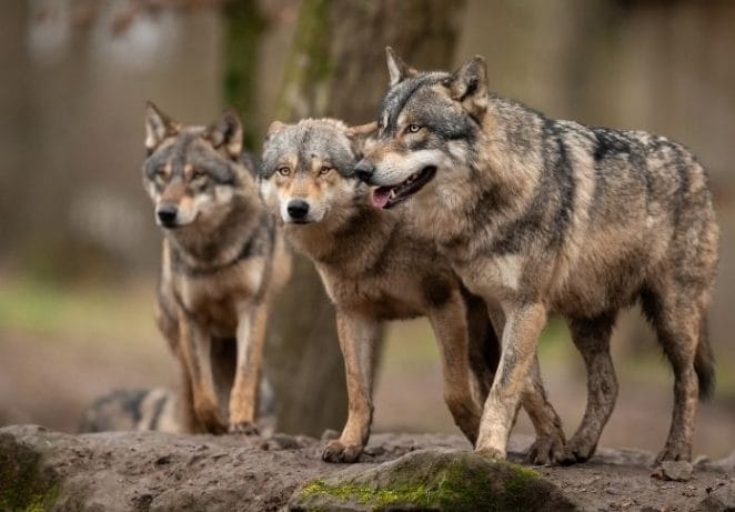 Latin Culture-Inspired Wolf Names