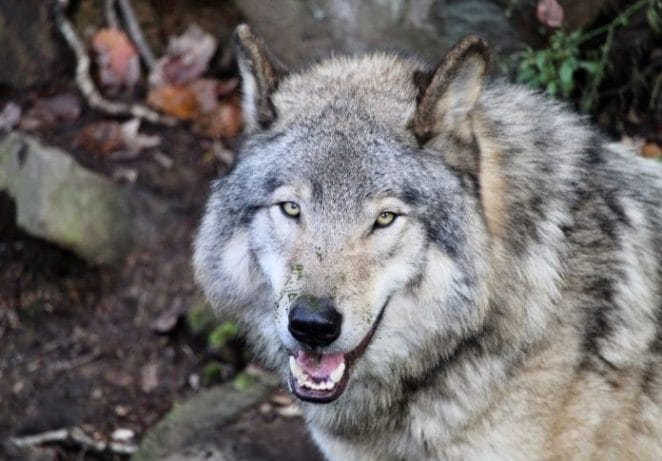 Latin Male Wolf Names