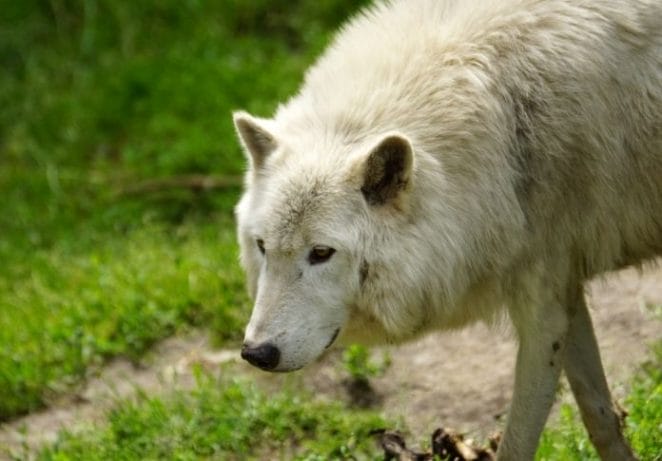 Latin Wolf Names With Meanings