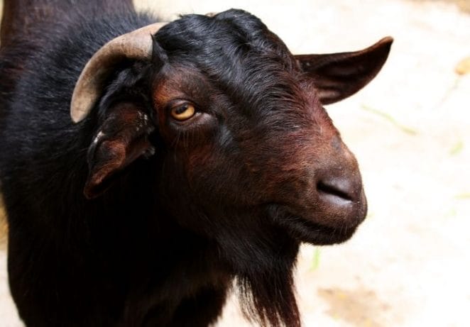 Male Black Goat Names