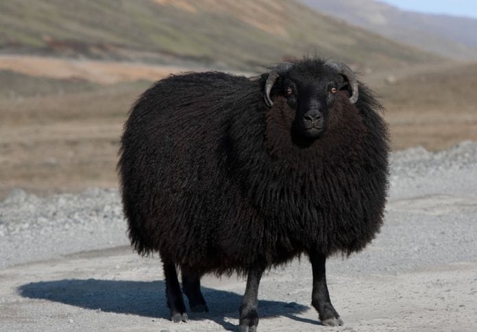 Male Black Sheep Names