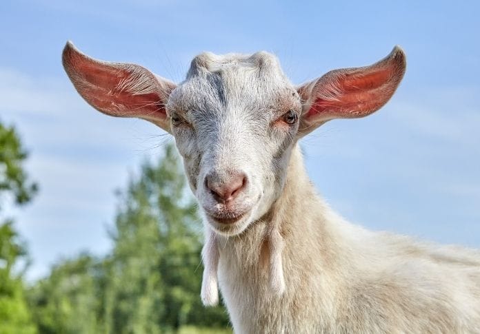 150+ Best White Goat Names: Unique Naming Ideas for Your New Goat