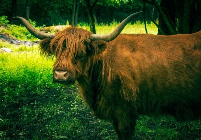 The Best Ox Names: 80+ Ideas to Get You Started