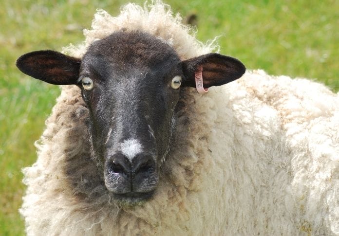 Names for Black and White Sheep