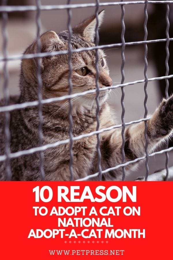 National Adopt A Cat Month
