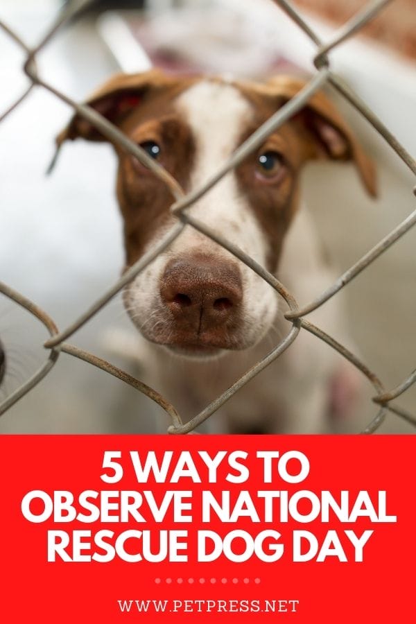 National Rescue Dog Day 5 Ways to Observe This Special Dog Day