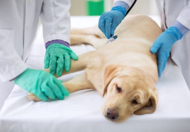 November 7 - National Canine Lymphoma Awareness Day