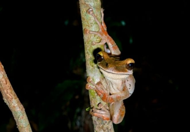 Other Tree-inspired Female Frog Names