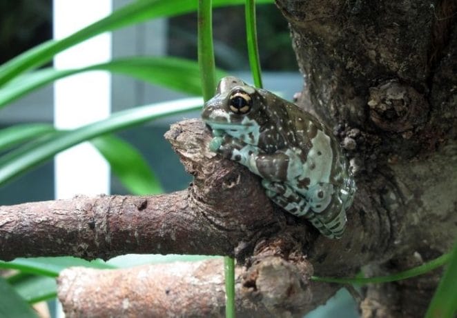 Other Tree-inspired Male Frog Names