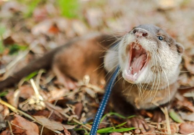 Problems With Pet Otters