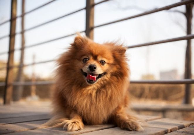 Standard Fox-Face Pomeranian