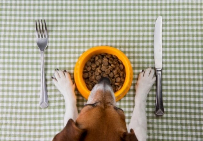 Feed your pet a nutritious diet and provide plenty of clean water