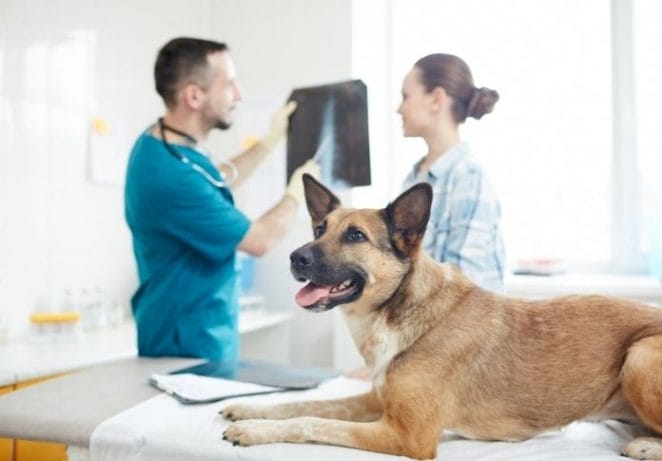 Take your pet to the veterinarian for regular check-ups