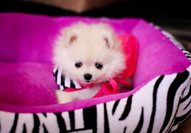 Teacup Pomeranian