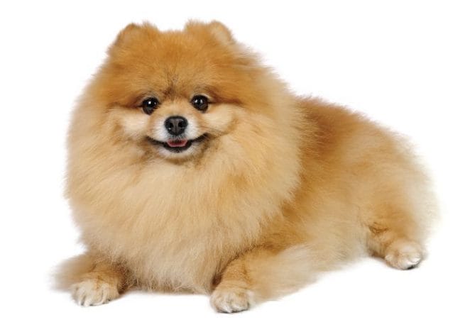 Standard Fox-Face Pomeranian