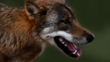 The Best Brown Wolf Names - Over 250 Options to Choose From!