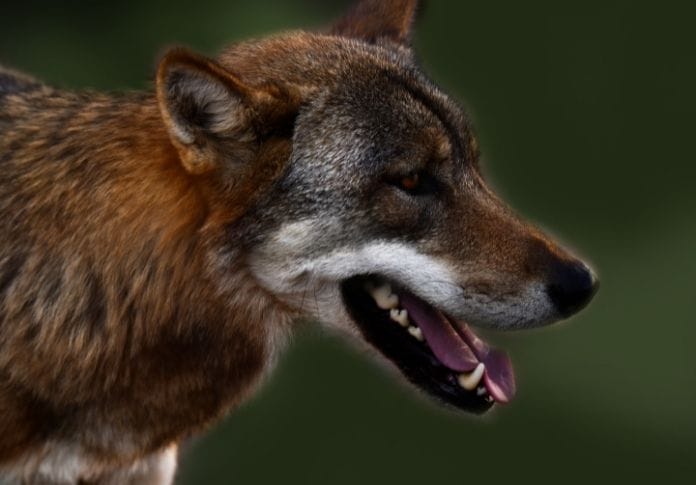 The Best Brown Wolf Names - Over 250 Options to Choose From!