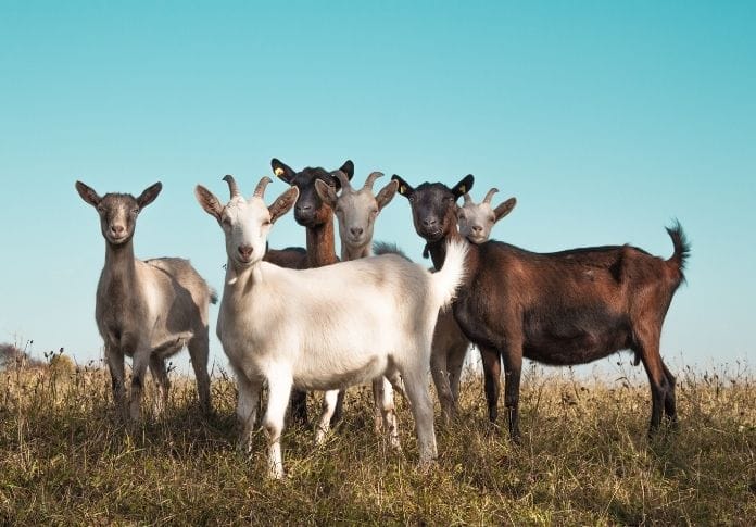 The Best Mythical Goat Names - 180+ Options for Your New Pet