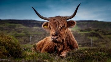 The Best Ox Names - 80+ Ideas to Get You Started
