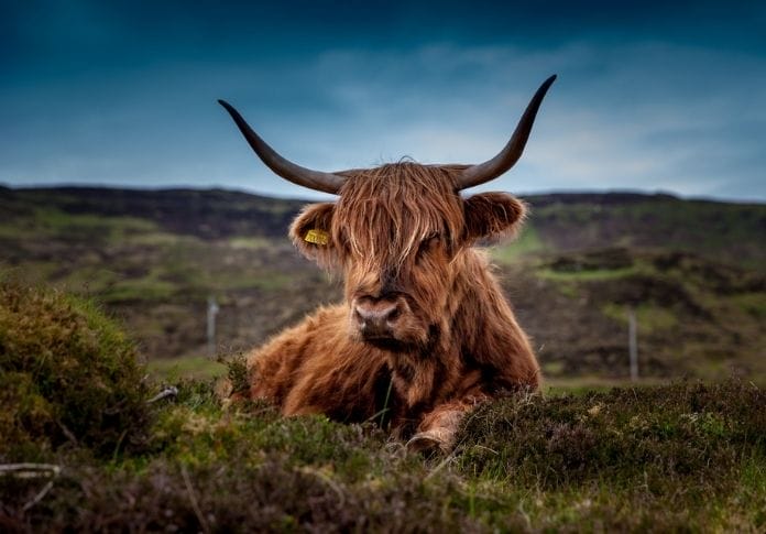 The Best Ox Names - 80+ Ideas to Get You Started