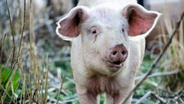 The Most Badass Pig Names - Over 200 Names for Your Pet Pig