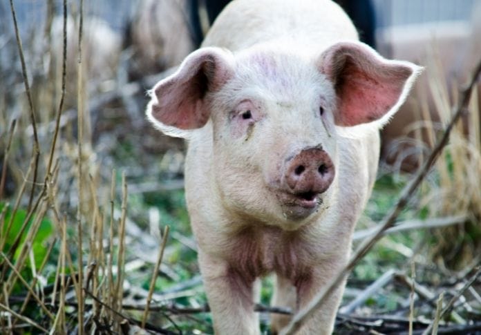 The Most Badass Pig Names - Over 200 Names for Your Pet Pig